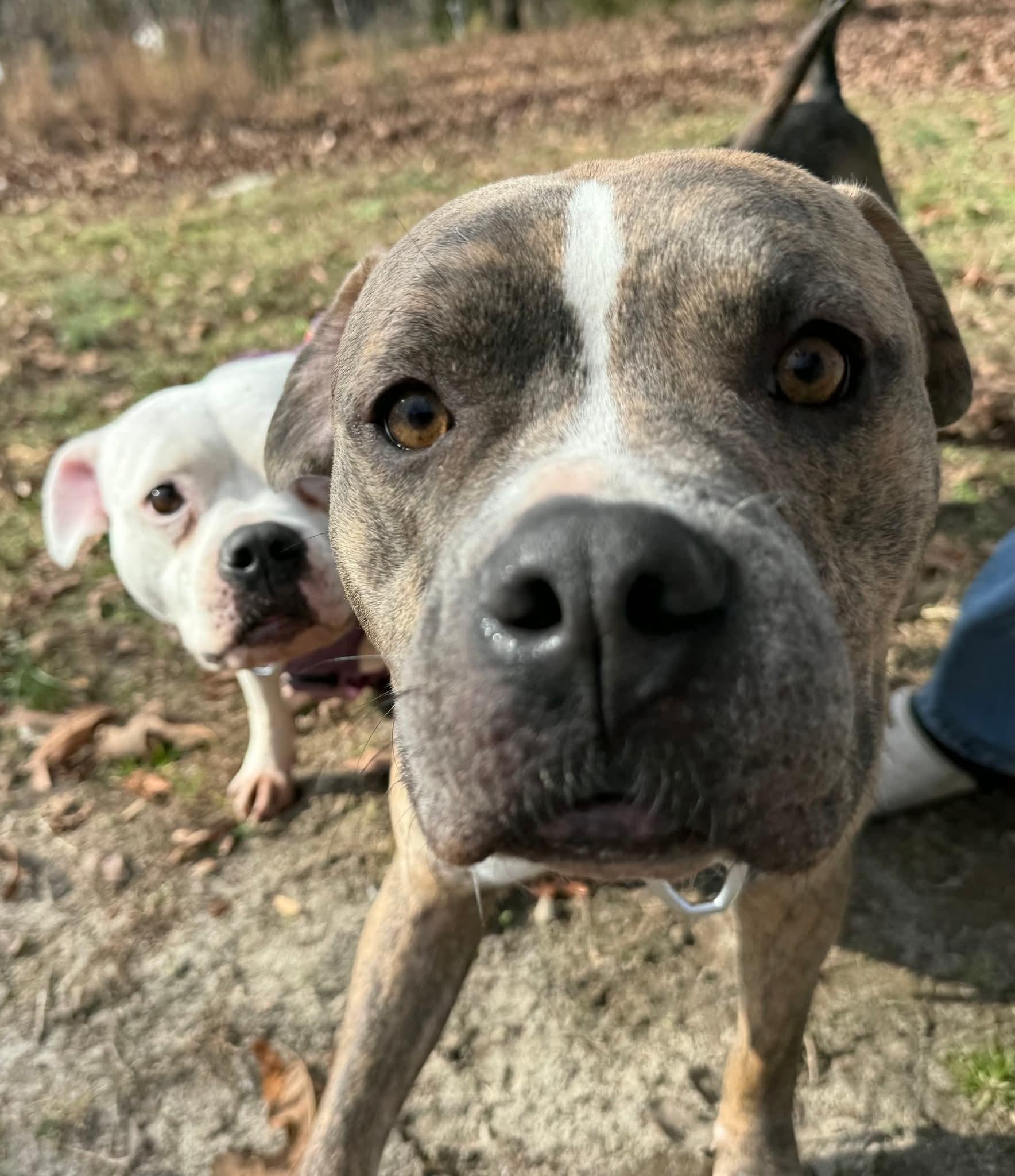 Calhoun & Georgia, ADOPTABLE, Adult Male American Bulldog.