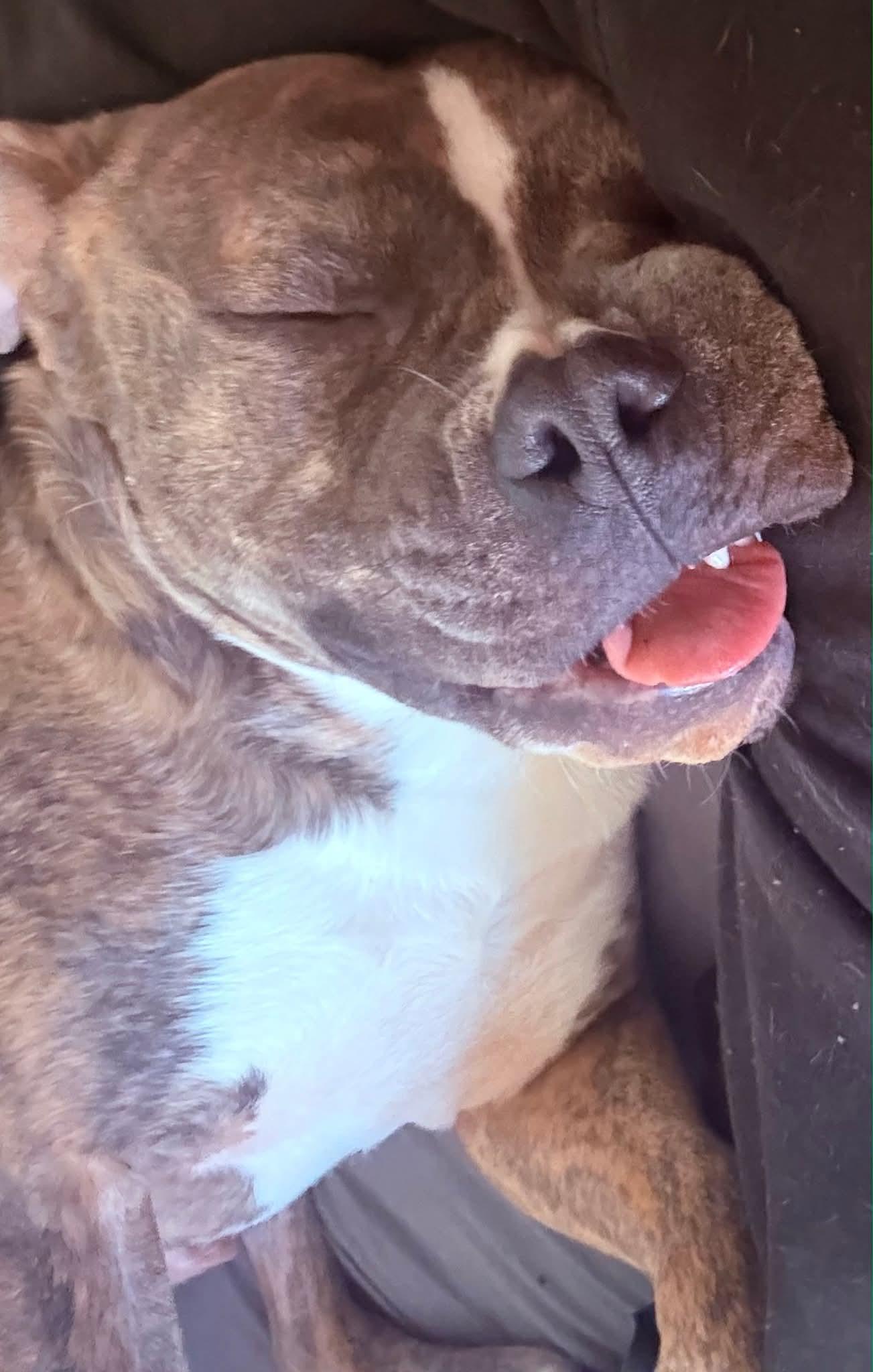 Enlarge Calhoun & Georgia, a ADOPTABLE mixed breed in Nashville, TN image 2/5