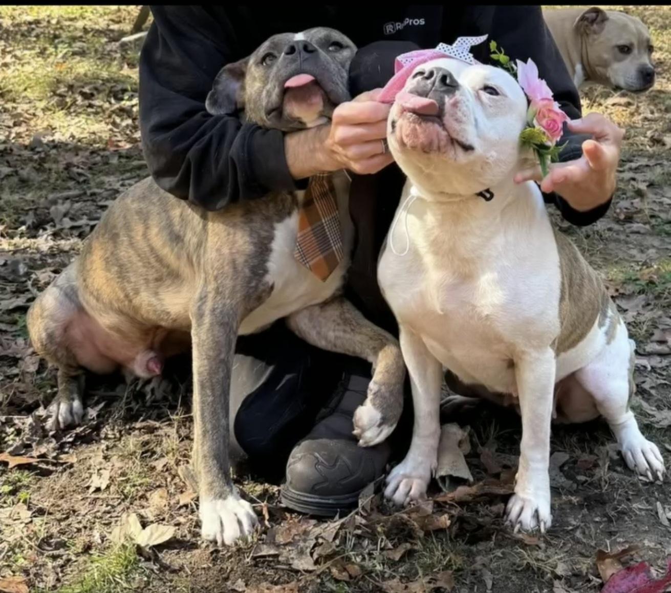 Enlarge Calhoun & Georgia, a ADOPTABLE mixed breed in Nashville, TN image 5/5