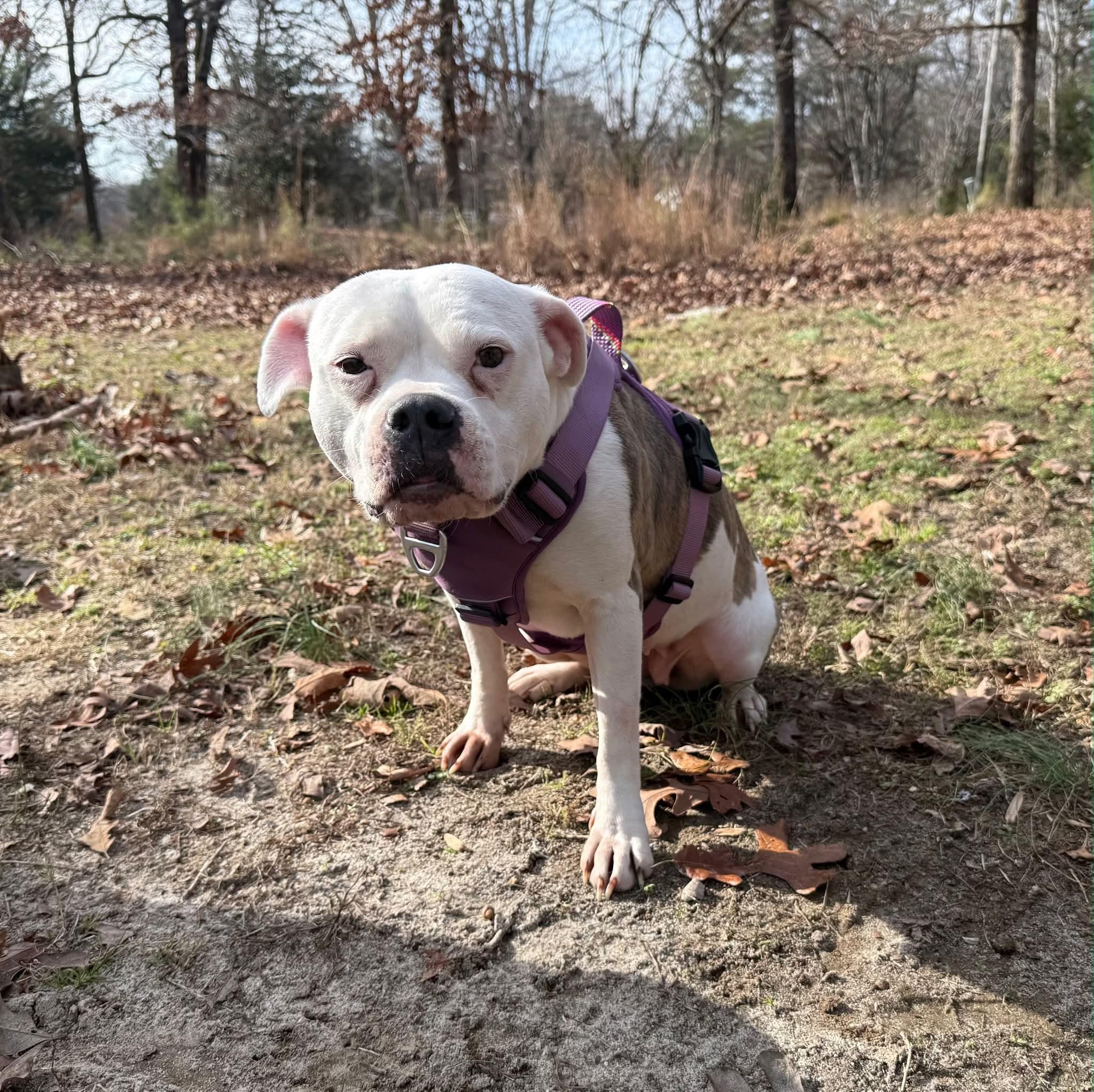 Enlarge Calhoun & Georgia, a ADOPTABLE mixed breed in Nashville, TN image 3/5