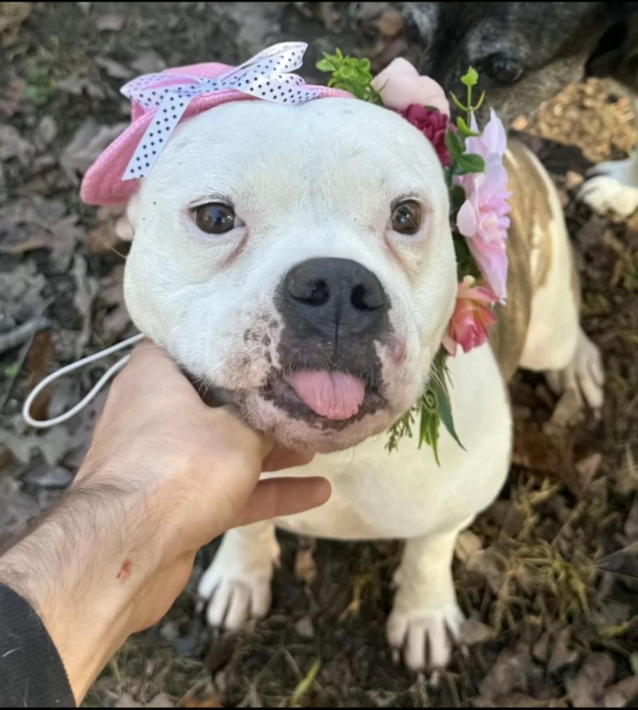 Enlarge Calhoun & Georgia, a ADOPTABLE mixed breed in Nashville, TN image 4/5