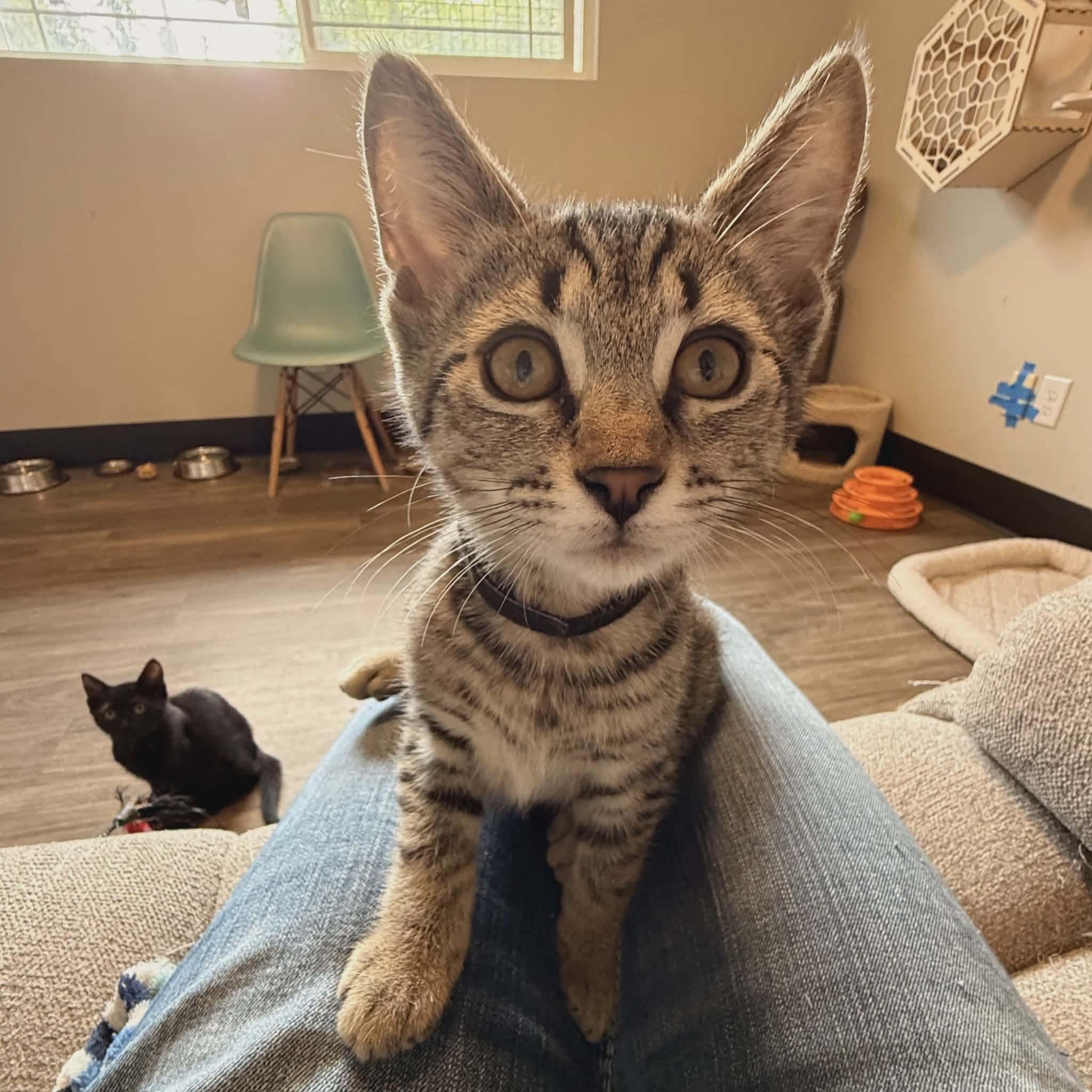 Latte, ADOPTABLE, Kitten Male Tabby & Domestic Short Hair.