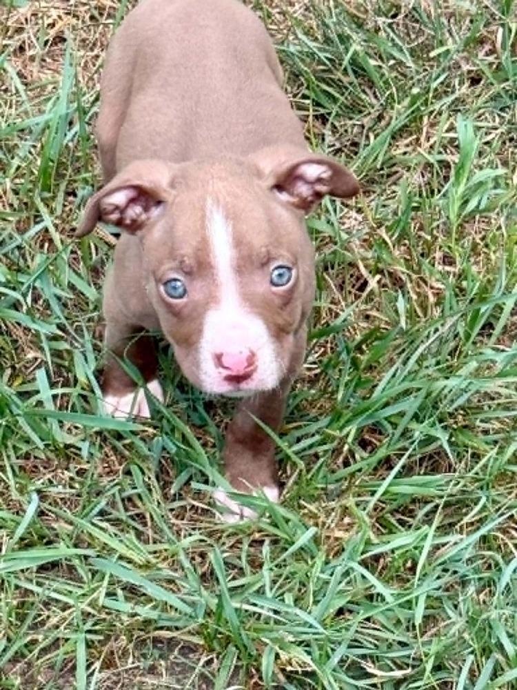Maddie, Adoptable, Puppy Female American Staffordshire Terrier.