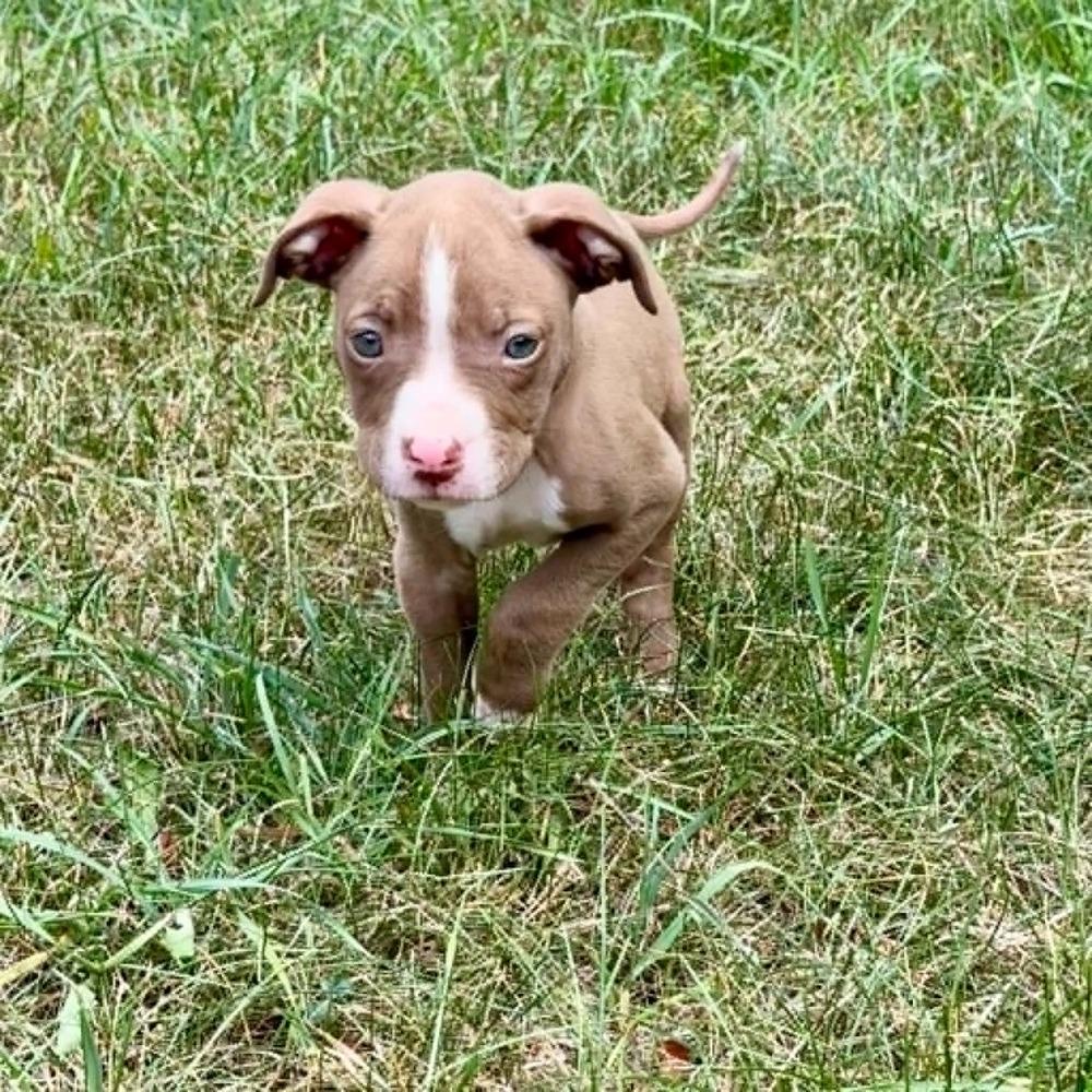 Maddie, a Adoptable mixed breed in Grand Rapids, MI image 2/4