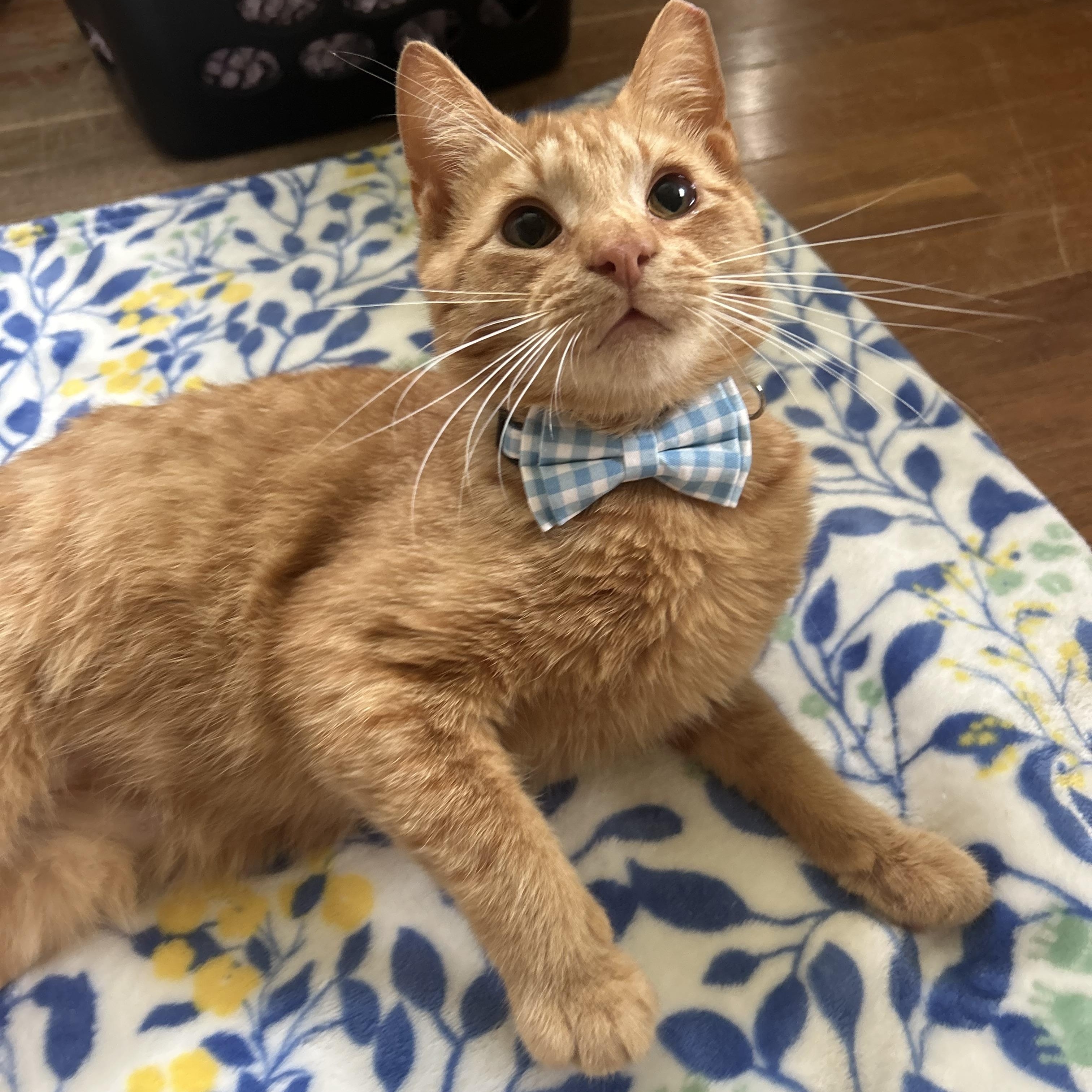 Enlarge Saturn, a Adoptable Domestic Short Hair in Fort Oglethorpe, GA image 6/6