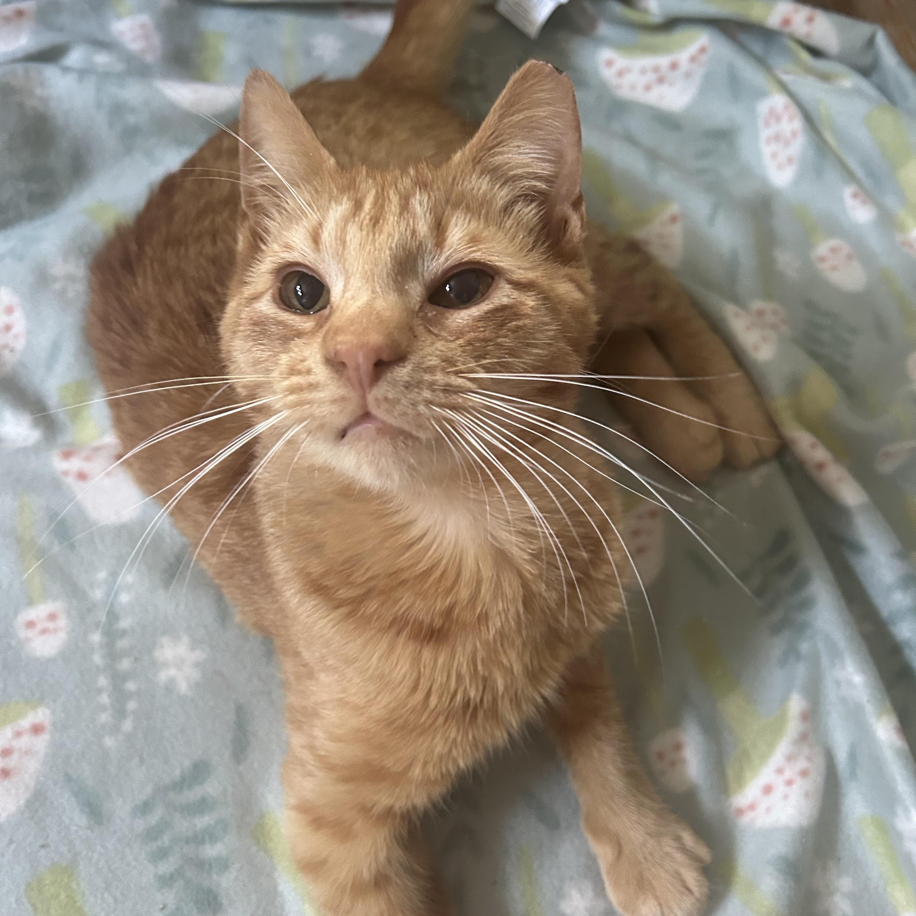 Enlarge Saturn, a Adoptable Domestic Short Hair in Fort Oglethorpe, GA image 2/6