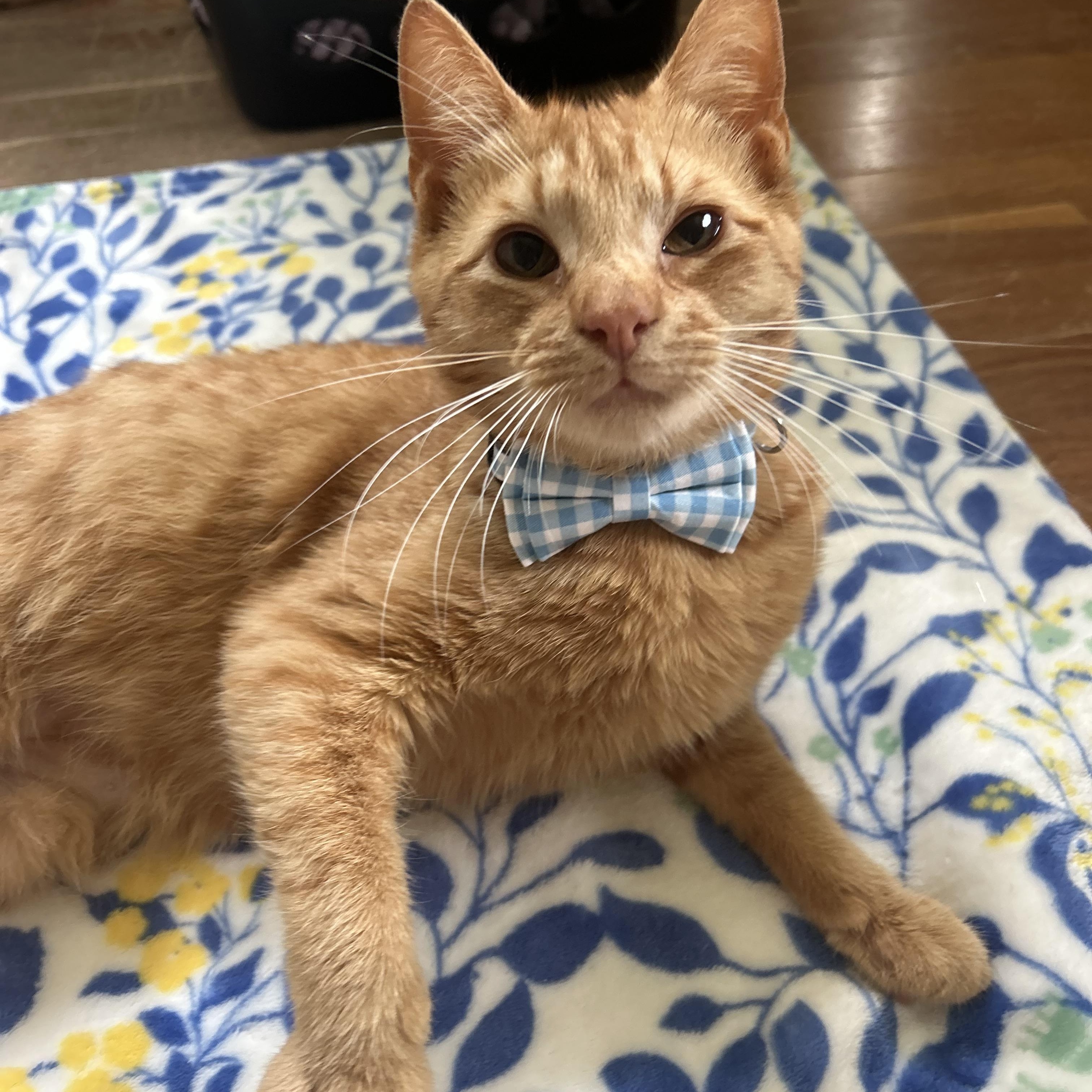 Saturn, Adoptable, Young Male Domestic Short Hair.