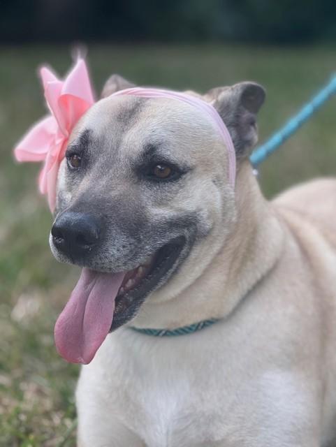 Enlarge Mariela, a Adoptable mixed breed in Brattleboro, VT image 4/6