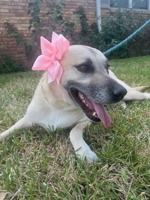 Enlarge Mariela, a Adoptable mixed breed in Brattleboro, VT image 6/6