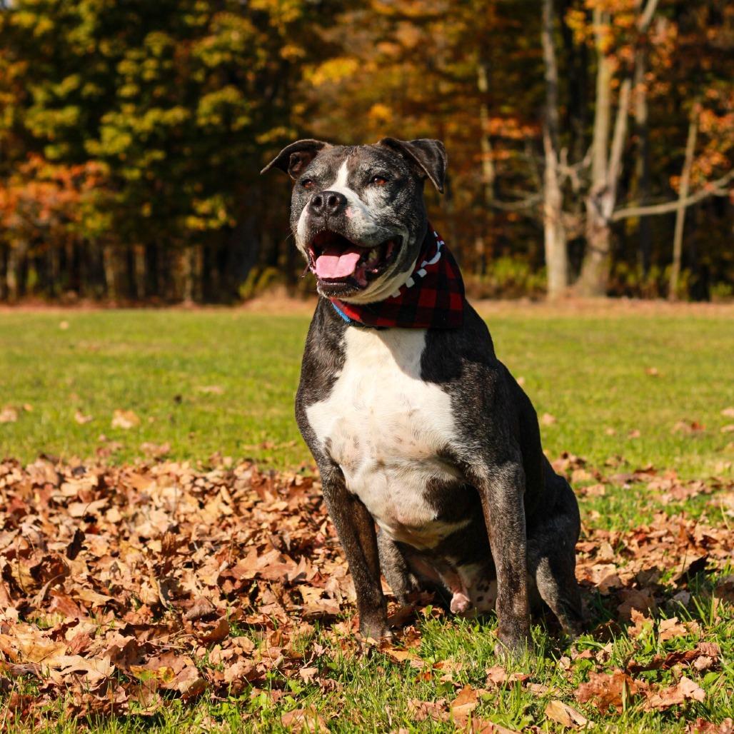 Hank (In Foster), Adoptable, Senior Male Boxer & English Bulldog.