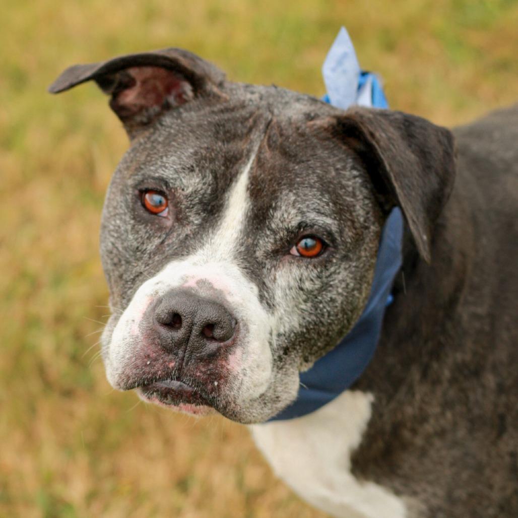 Enlarge Hank (In Foster), a Adoptable mixed breed in East Smithfield , PA image 2/6