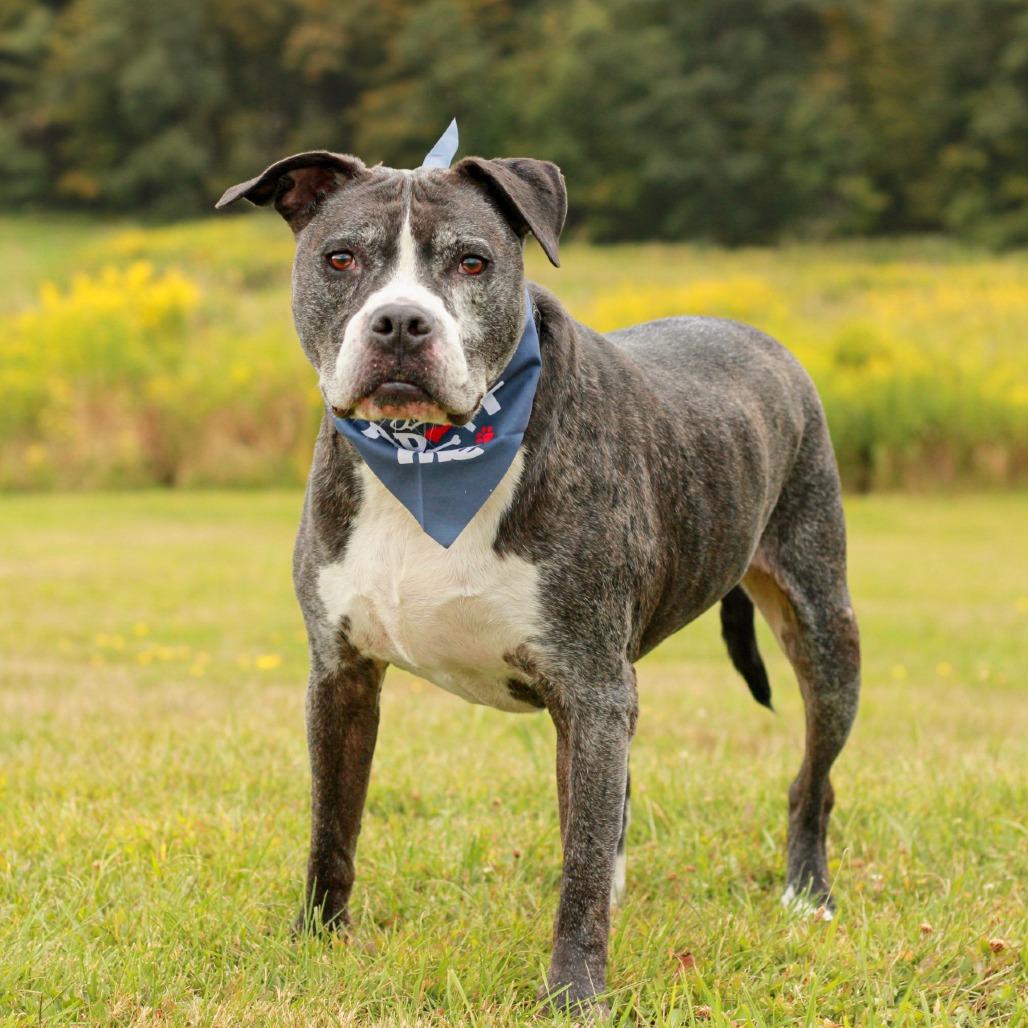 Enlarge Hank (In Foster), a Adoptable mixed breed in East Smithfield , PA image 3/6