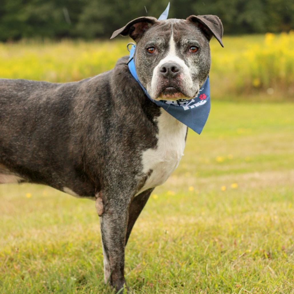 Enlarge Hank (In Foster), a Adoptable mixed breed in East Smithfield , PA image 4/6