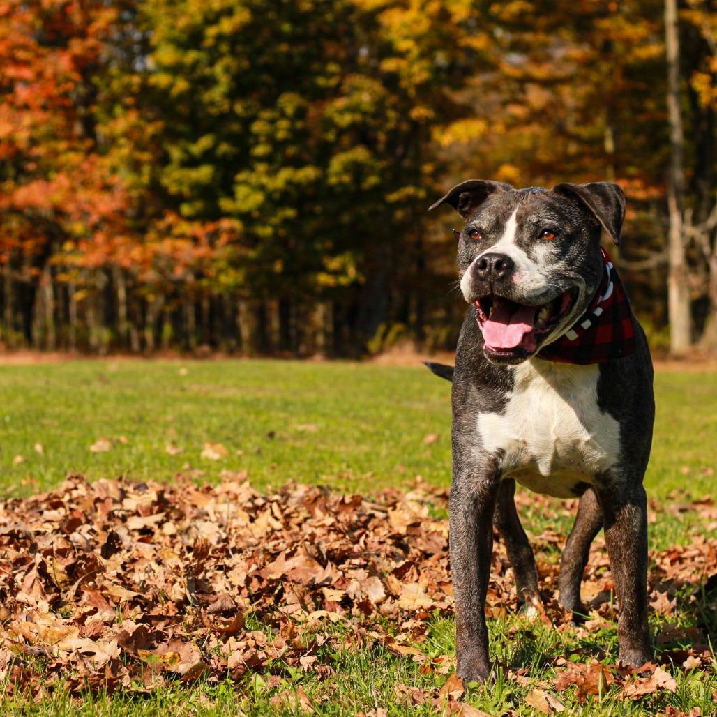 Enlarge Hank (In Foster), a Adoptable mixed breed in East Smithfield , PA image 5/6