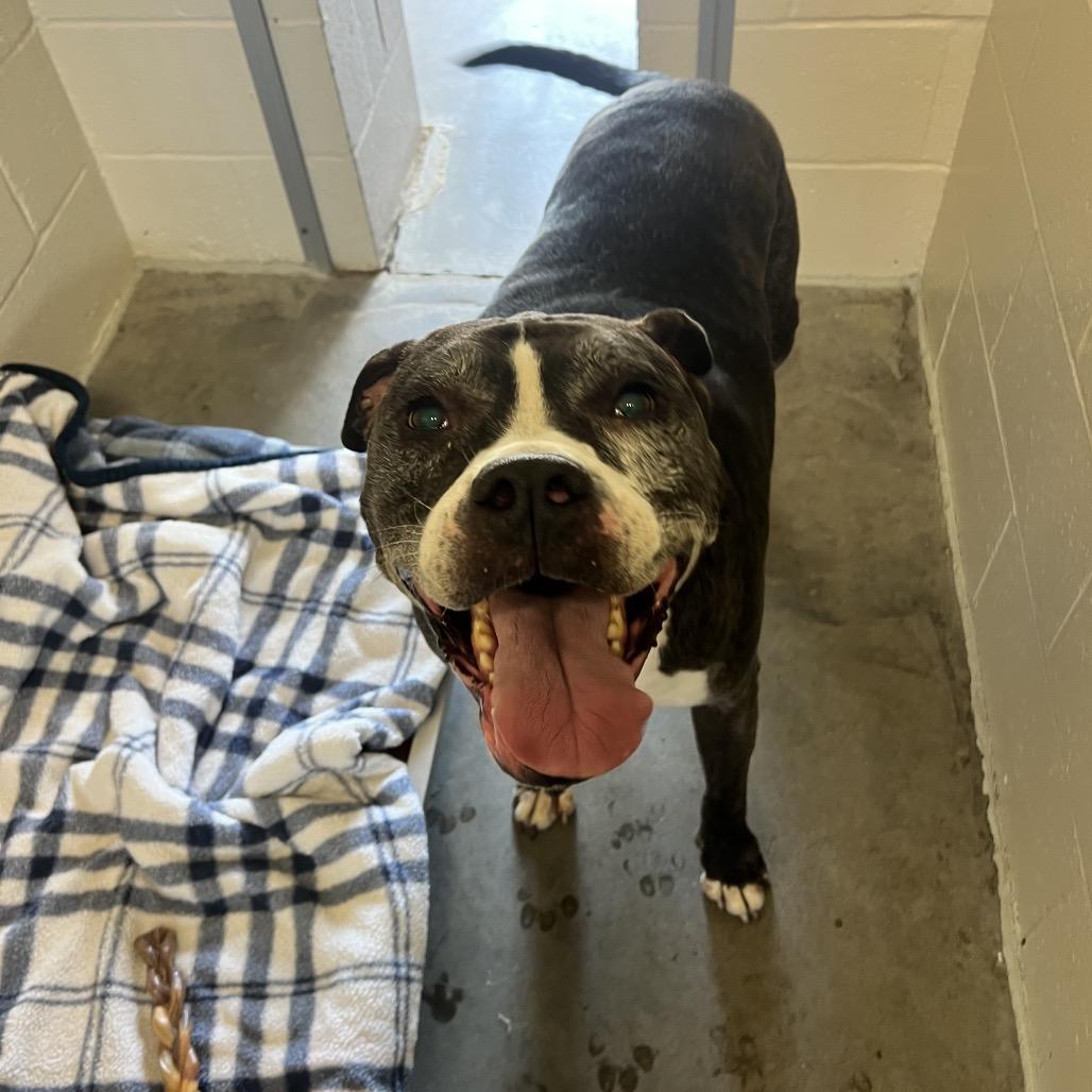 Enlarge Hank (In Foster), a Adoptable mixed breed in East Smithfield , PA image 6/6