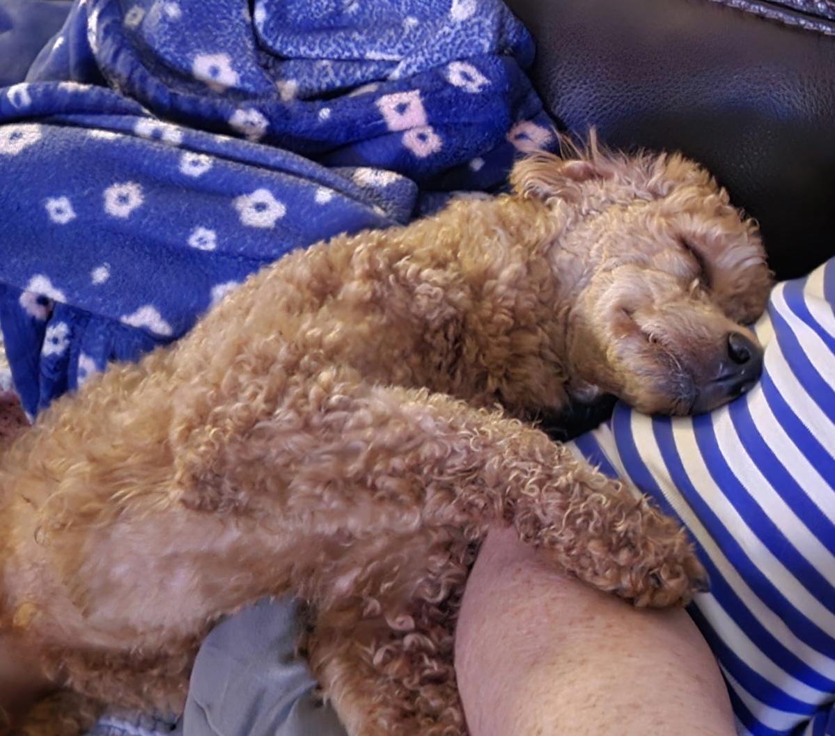 Enlarge Bailey, an adopted Miniature Poodle in Grand Rapids, MI image 4/6
