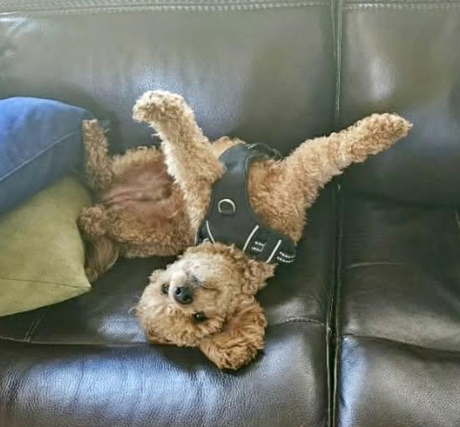 Bailey, adopted, Young Male Miniature Poodle.