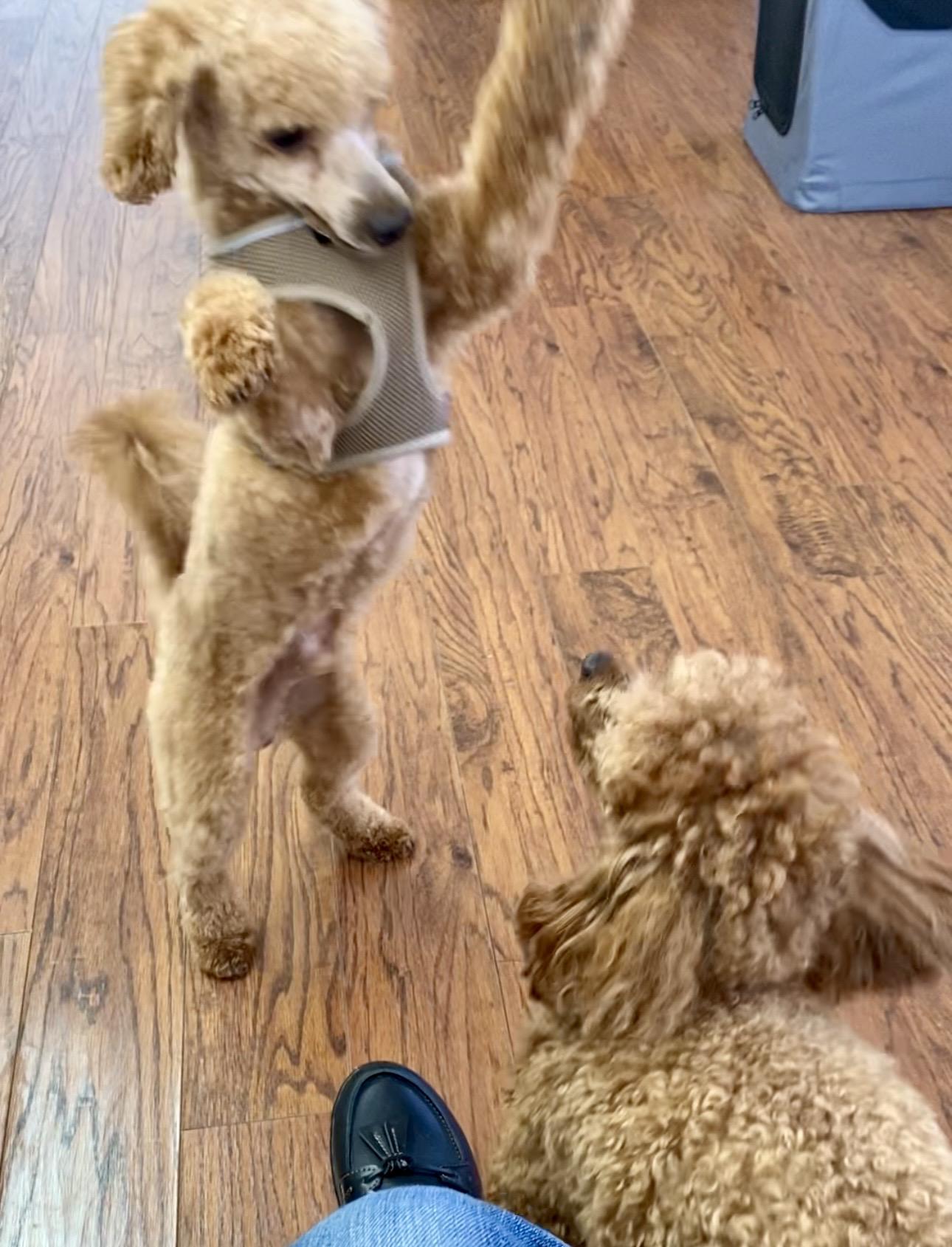 Enlarge Bailey, an adopted Miniature Poodle in Grand Rapids, MI image 2/6