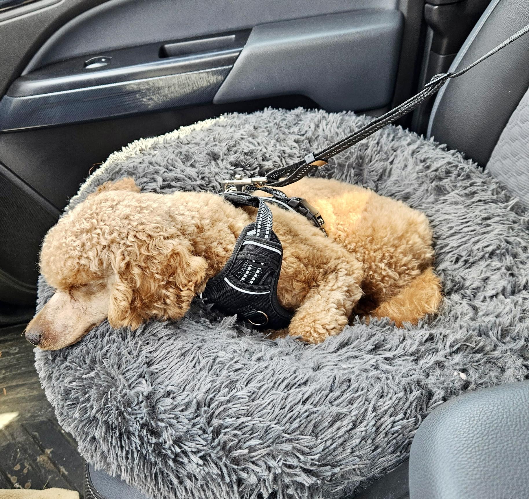 Enlarge Bailey, an adopted Miniature Poodle in Grand Rapids, MI image 5/6