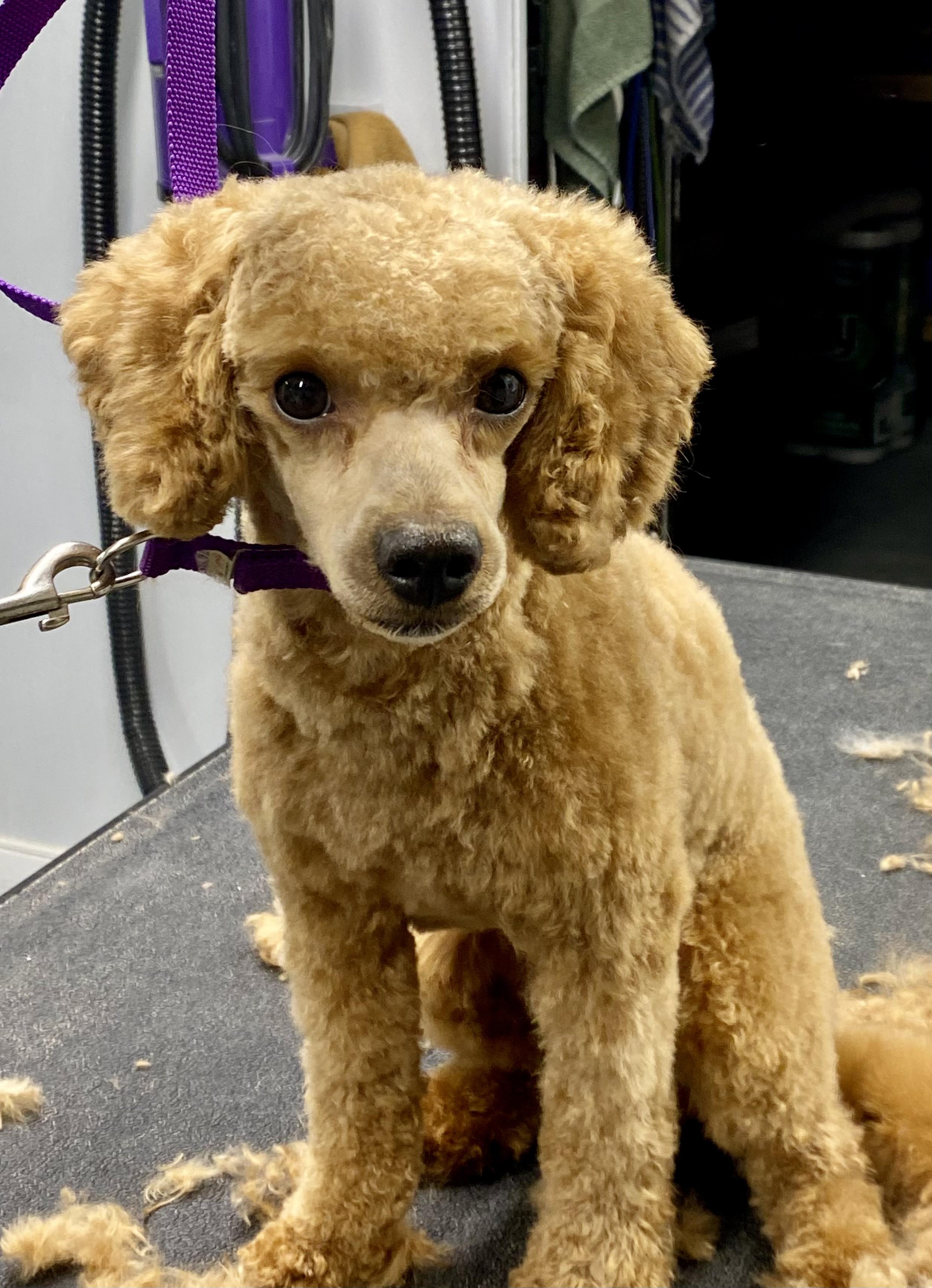 Enlarge Bailey, an adopted Miniature Poodle in Grand Rapids, MI image 6/6