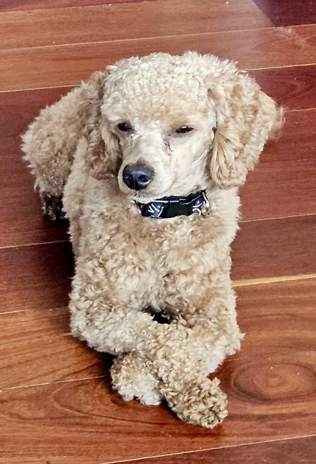 Enlarge Bailey, an adopted Miniature Poodle in Grand Rapids, MI image 3/6