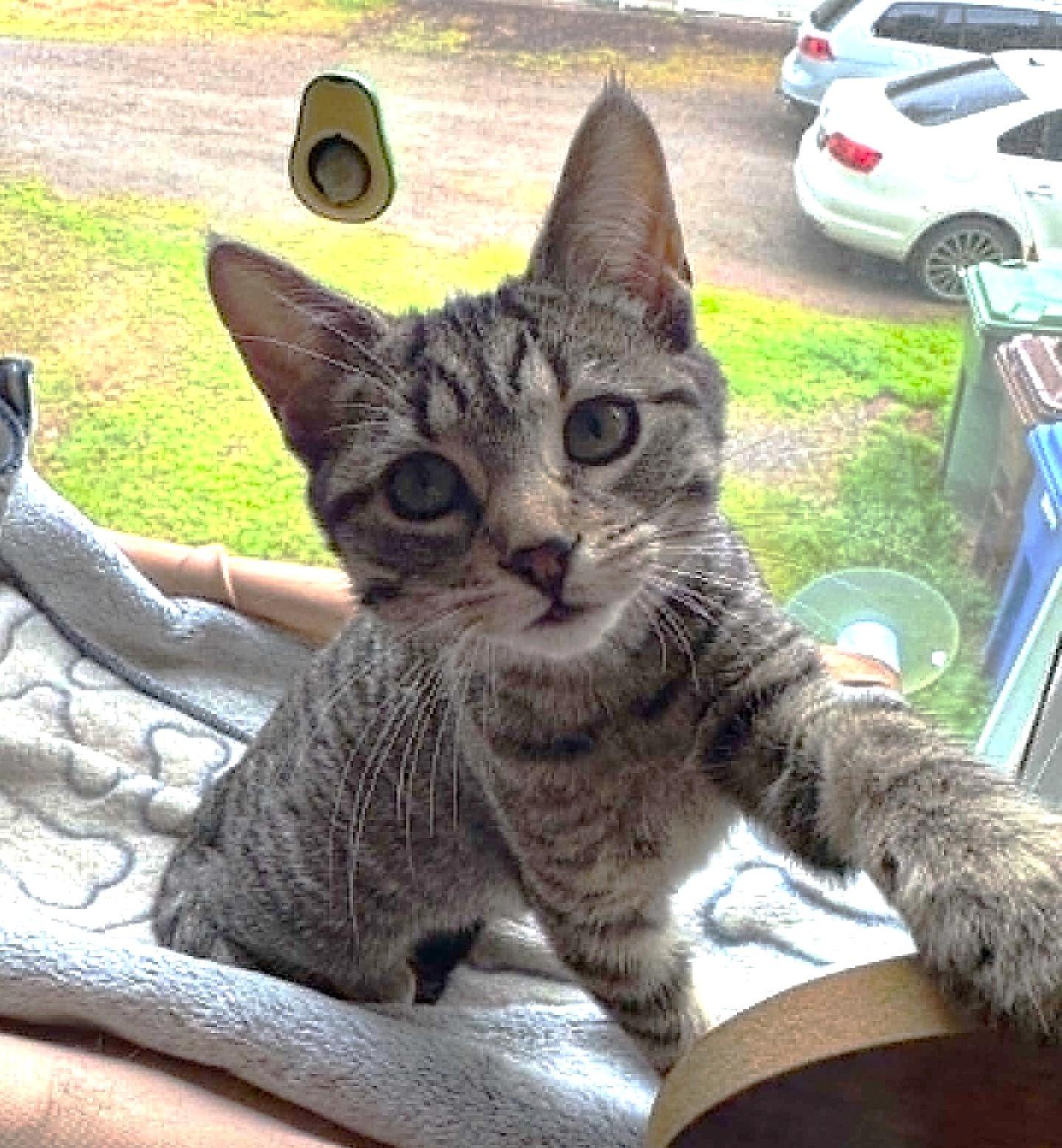 Cannelloni, ADOPTABLE, Kitten Female Domestic Short Hair & Tabby.