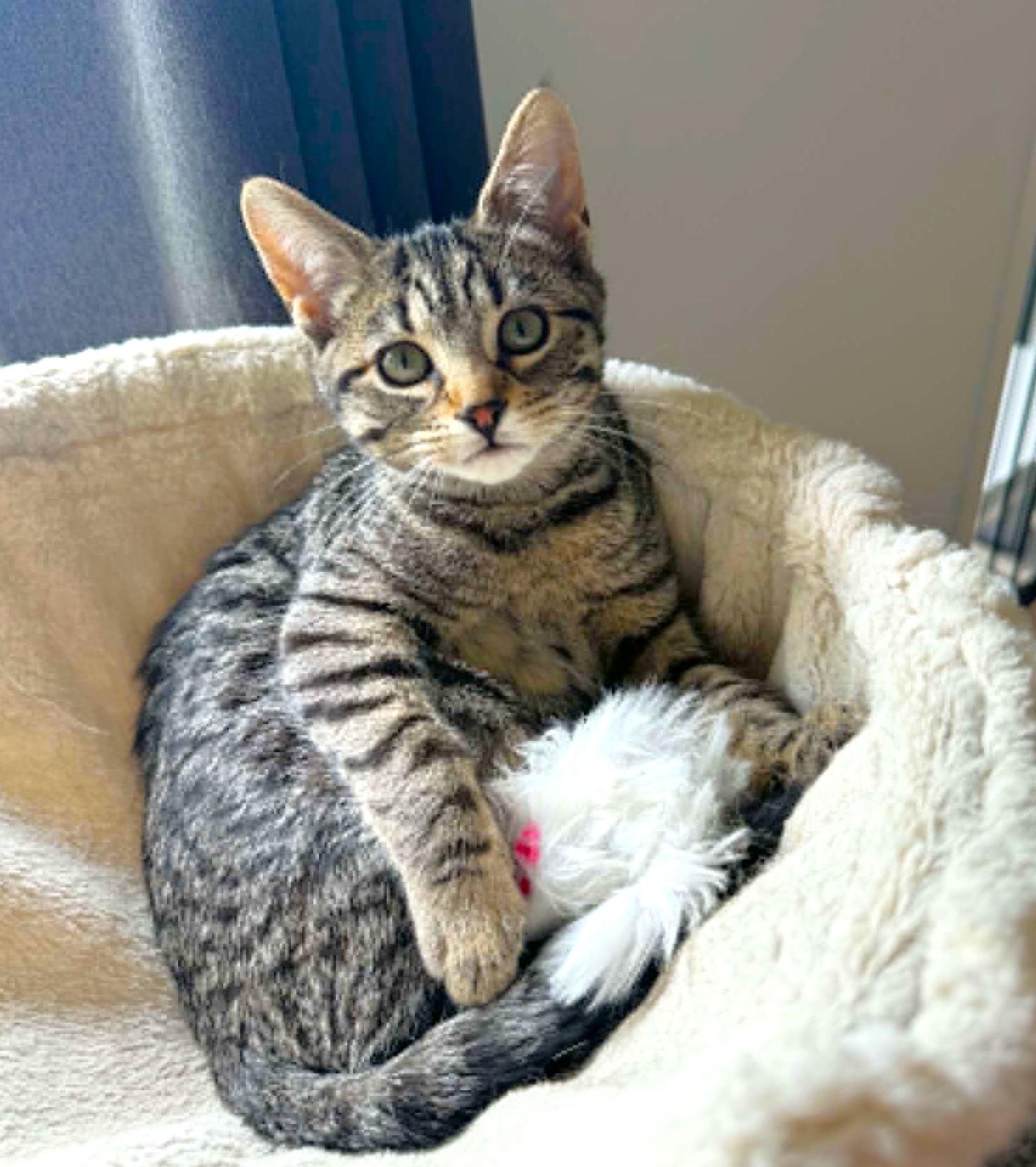 Enlarge Cannelloni, a ADOPTABLE mixed breed in Chertsey, QC image 2/4