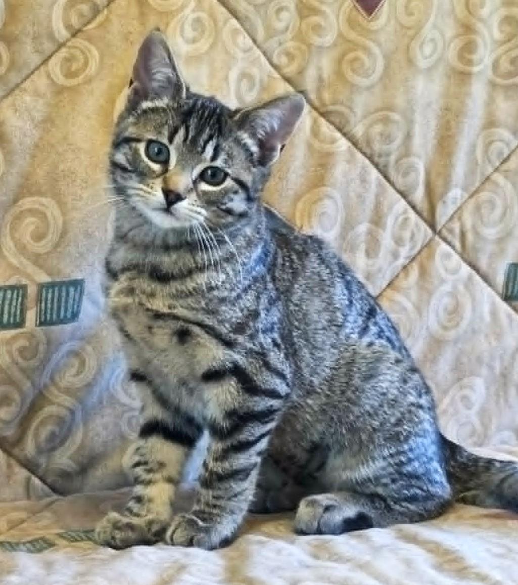 Enlarge Cannelloni, a ADOPTABLE mixed breed in Chertsey, QC image 4/4