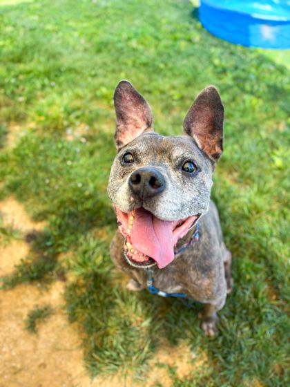 Aladdin (King), Adoptable, Adult Male Mixed Breed & Mixed Breed.