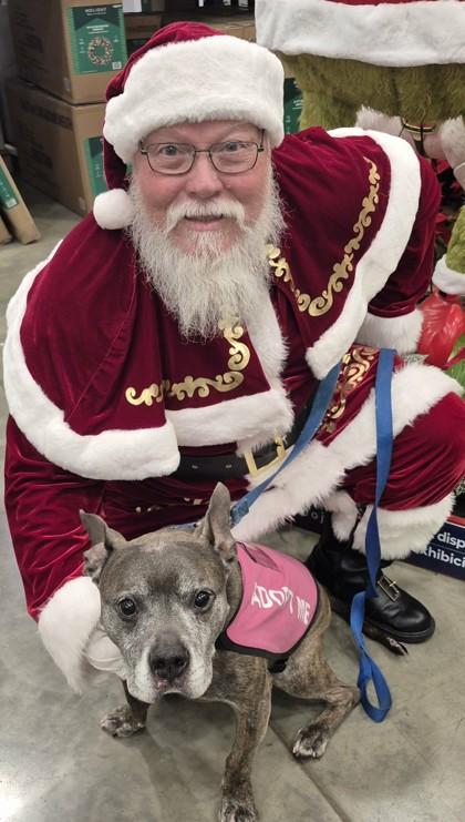 Enlarge Aladdin (King), a Adoptable Mixed Breed in Fallston, MD image 2/3