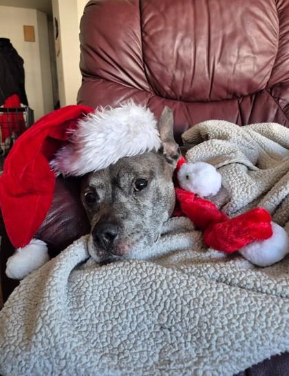 Enlarge Aladdin (King), a Adoptable Mixed Breed in Fallston, MD image 3/3