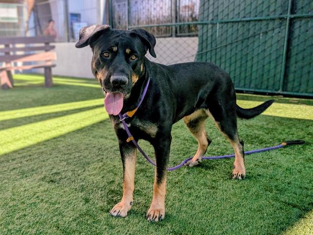 Enlarge ROSALIND, a Adoptable mixed breed in Pasadena, CA image 1/1