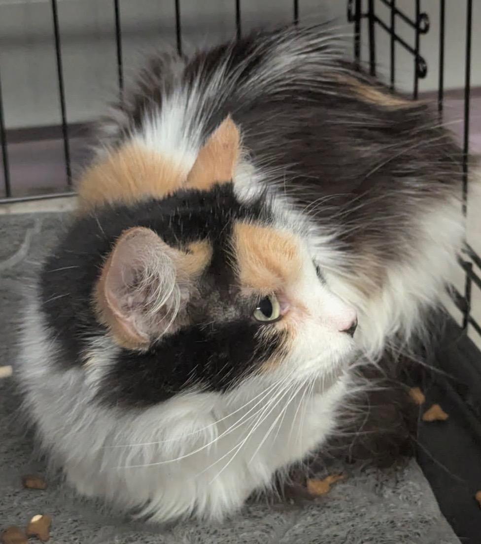 Kali, Adopted, Adult Female Domestic Medium Hair & Calico.