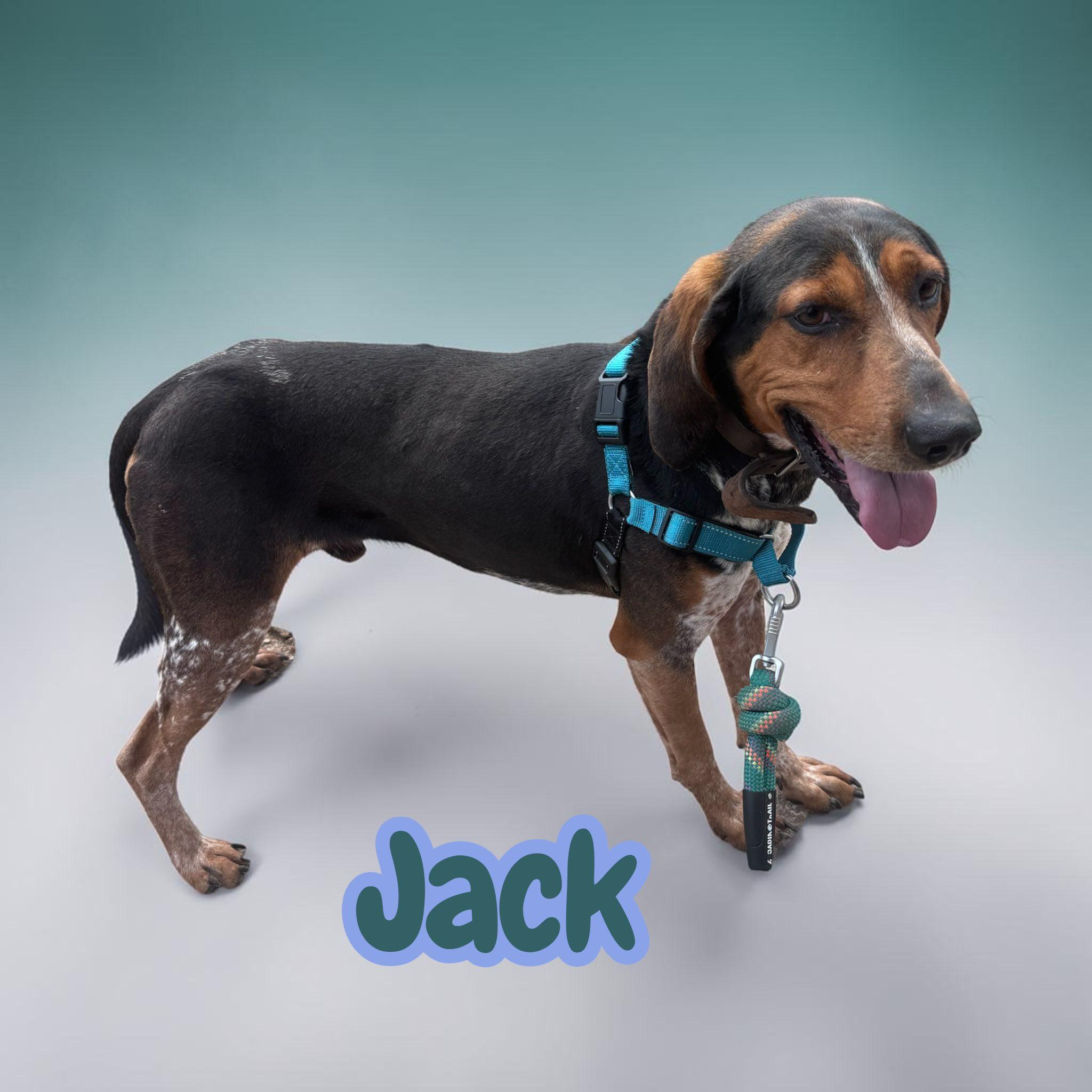 Enlarge Jack - chained for 4 years - deserves to be a pet - lovebug, a Adoptable Treeing Walker Coonhound in Greenwich, CT image 3/3