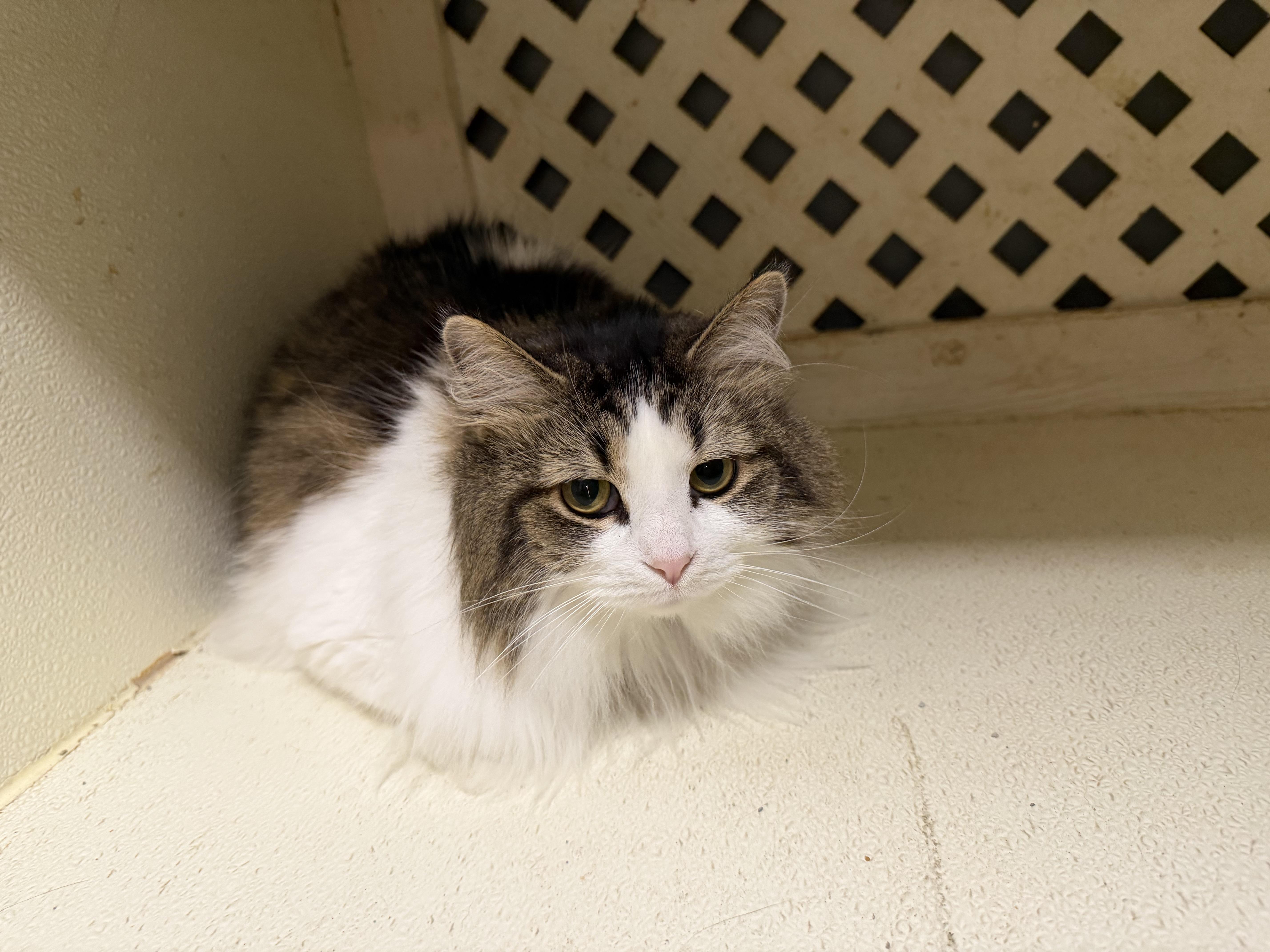 Enlarge Coco, an adopted Domestic Long Hair in Dyersburg, TN image 3/3