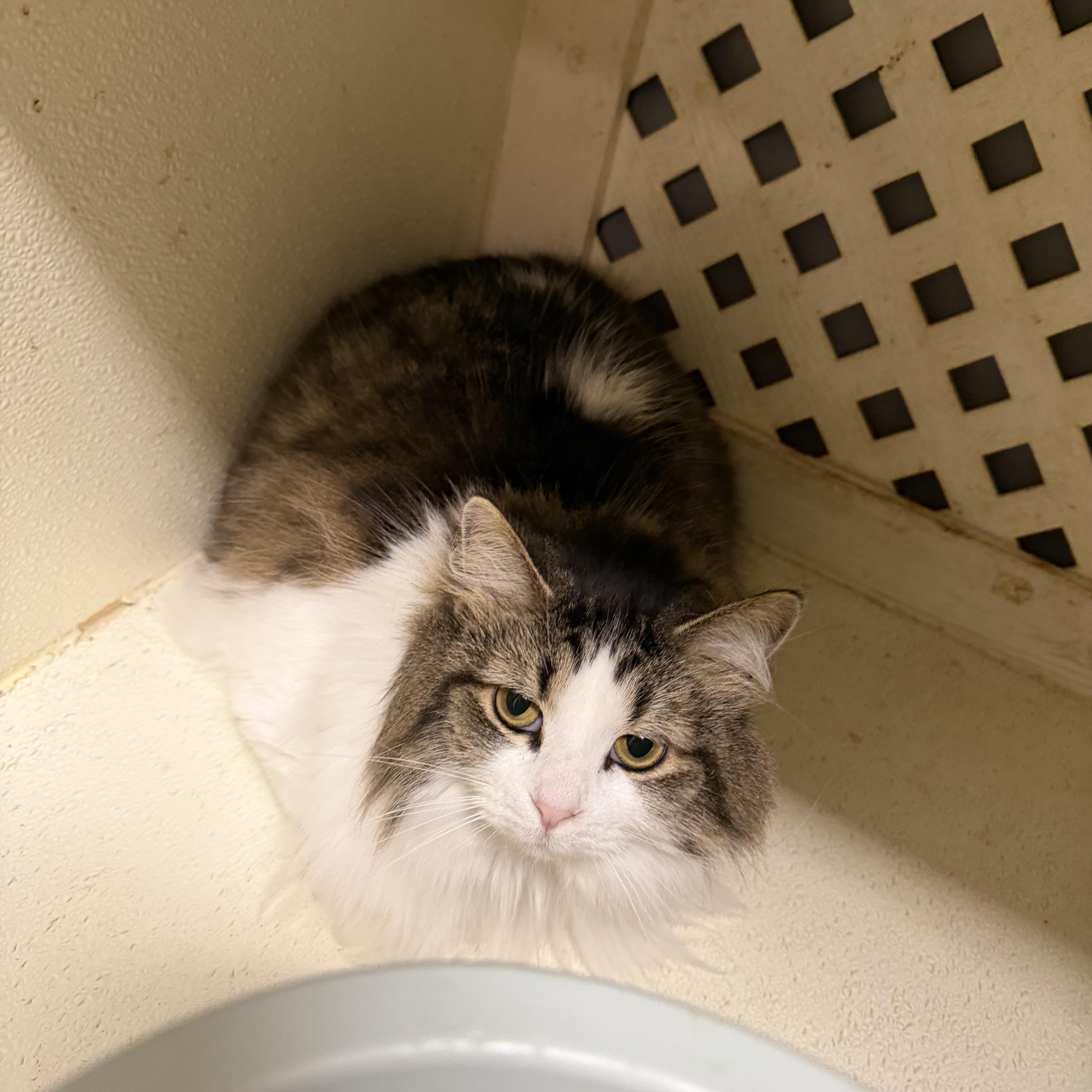 Coco, adopted, Adult Female Domestic Long Hair.