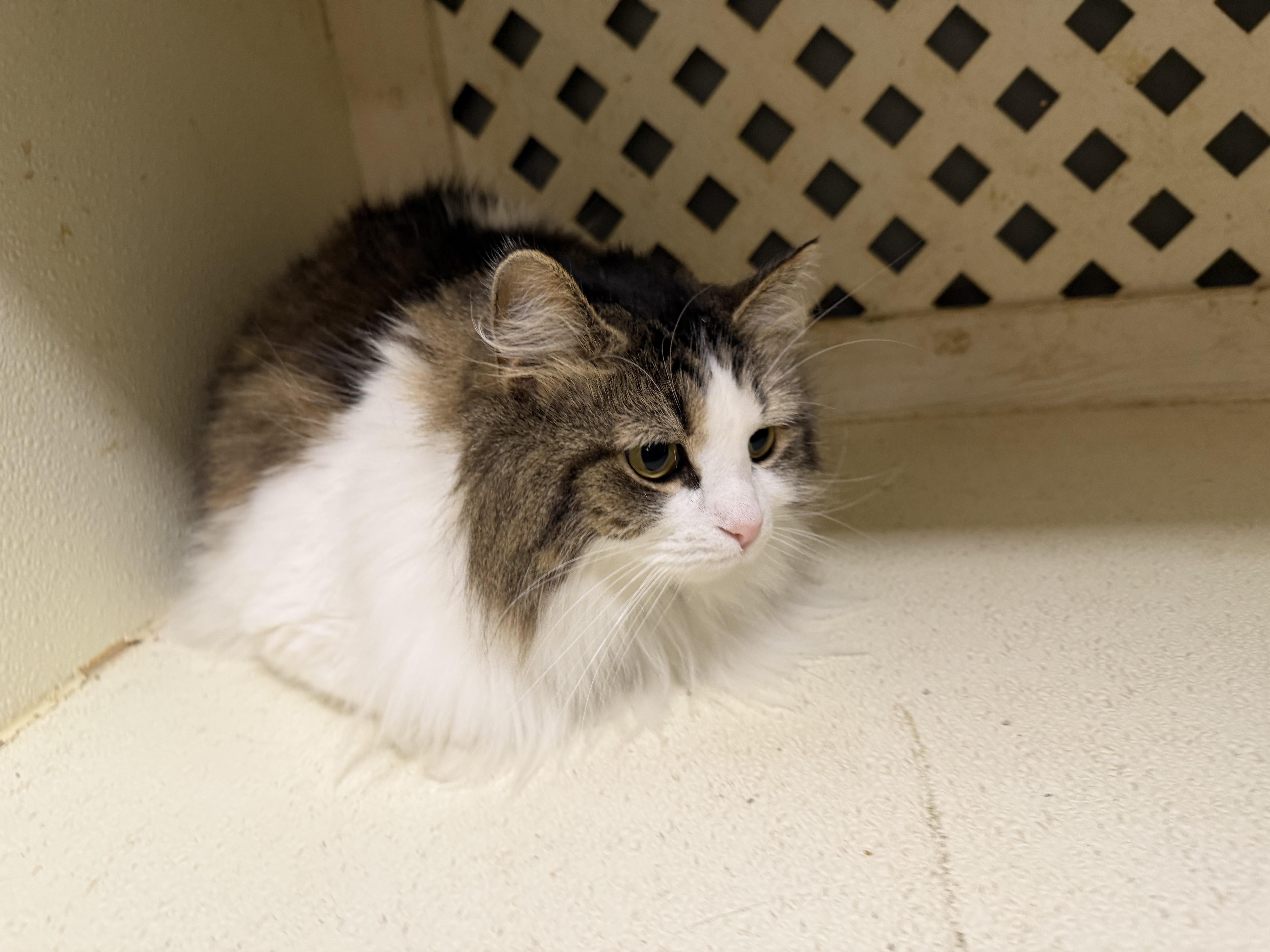 Enlarge Coco, an adopted Domestic Long Hair in Dyersburg, TN image 2/3