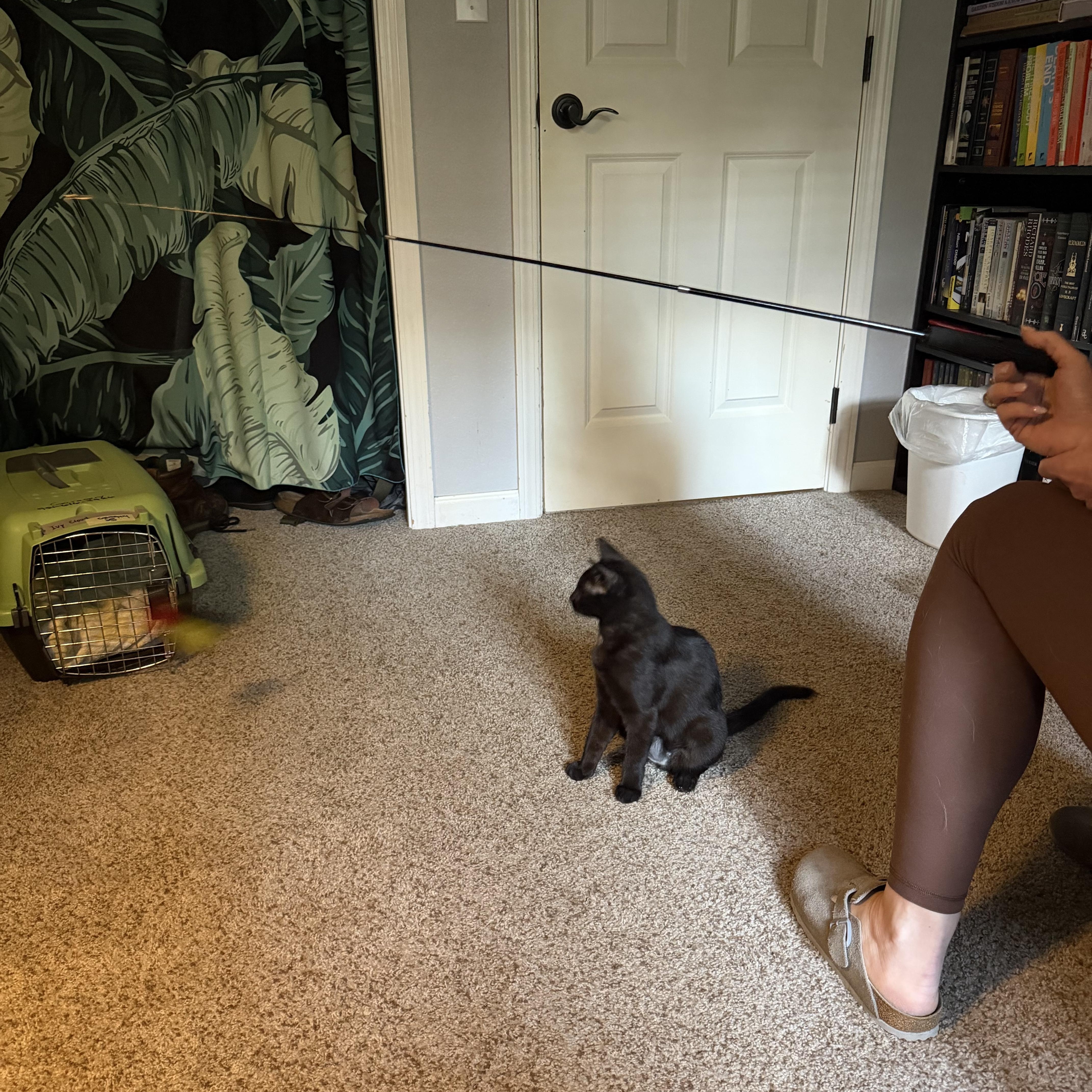Enlarge Molly , an adopted mixed breed in Woodinville, WA image 5/5