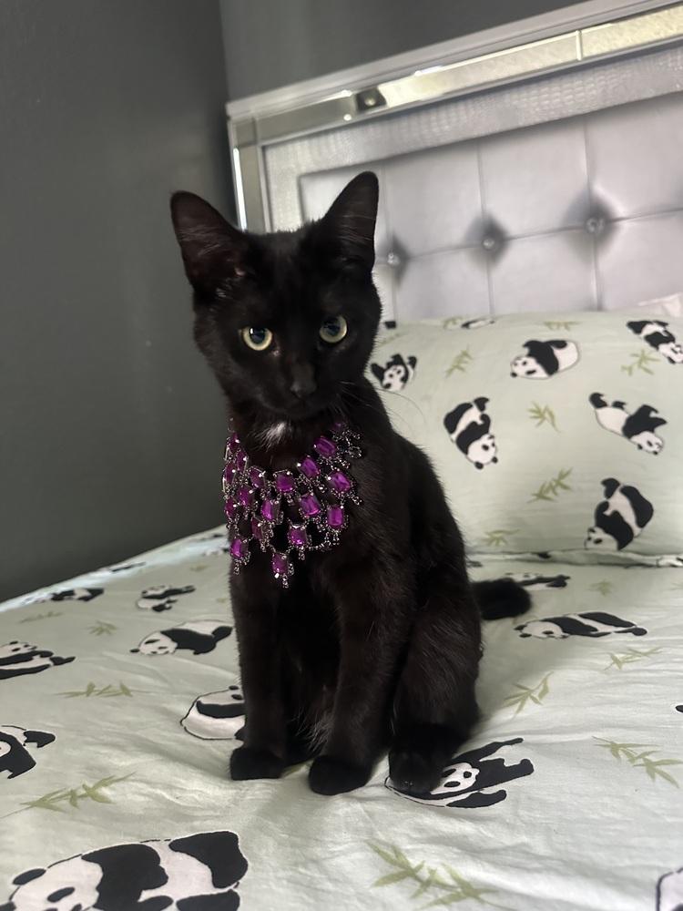 Enlarge Molly , an adopted mixed breed in Woodinville, WA image 1/5