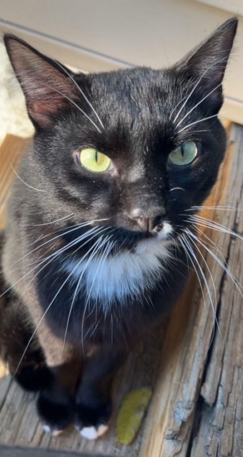 Carter, Adopted, Young Male Tuxedo.