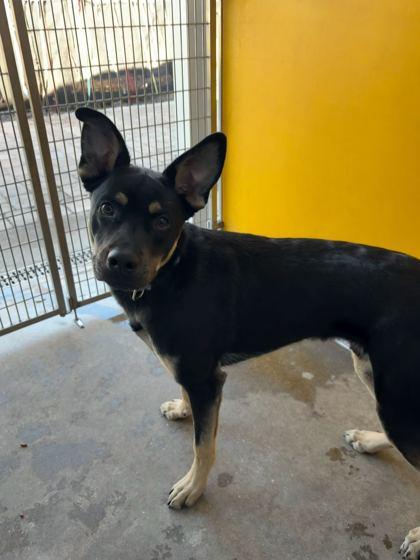 LOUIE, an adopted Mixed Breed in Fernandina Beach, FL image 3/3