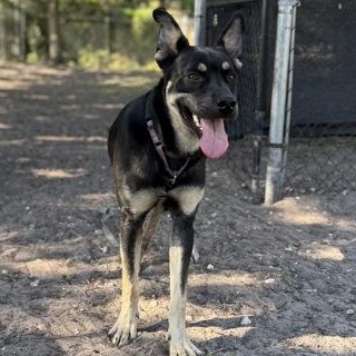 LOUIE, an adopted Mixed Breed in Fernandina Beach, FL image 1/3