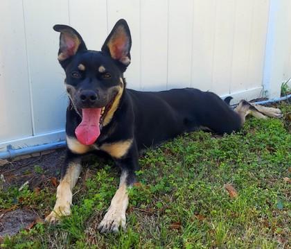 LOUIE, an adopted Mixed Breed in Fernandina Beach, FL image 2/3