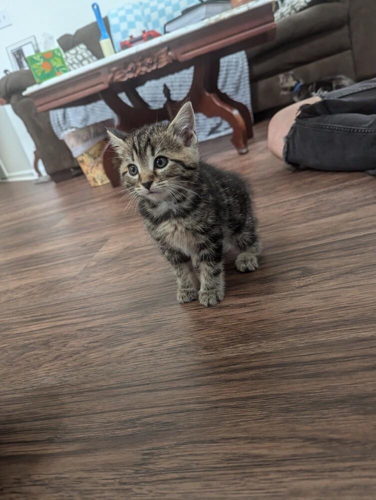 Anne, Adoptable, Kitten Female Domestic Medium Hair.