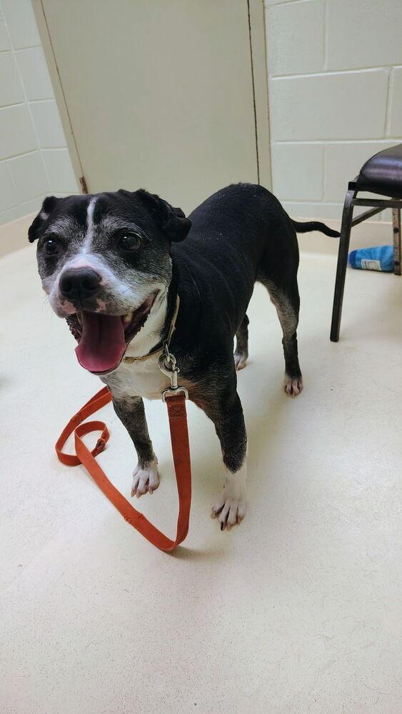 Enlarge Gus, a Adoptable mixed breed in Kalamazoo, MI image 1/3