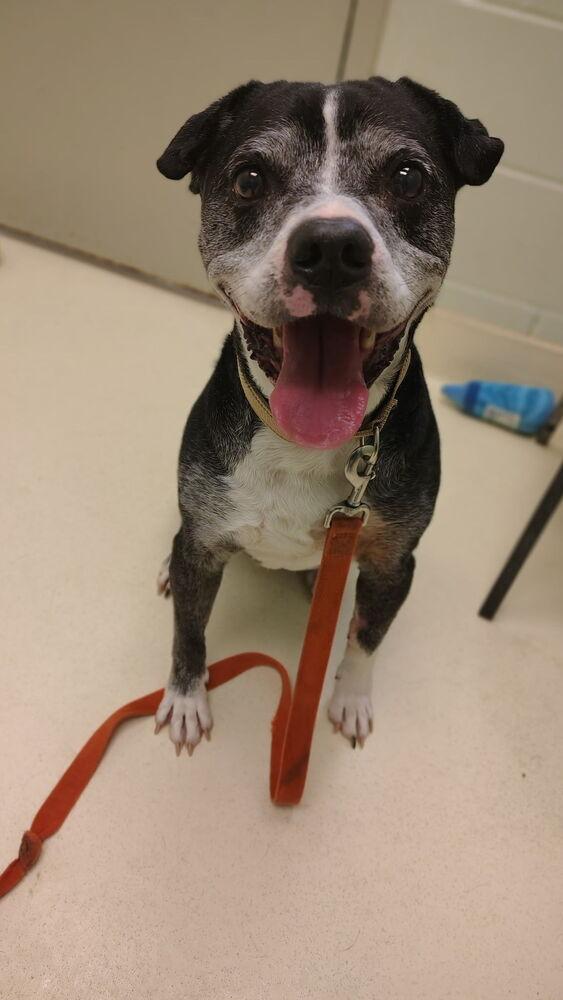 Enlarge Gus, a Adoptable mixed breed in Kalamazoo, MI image 2/3