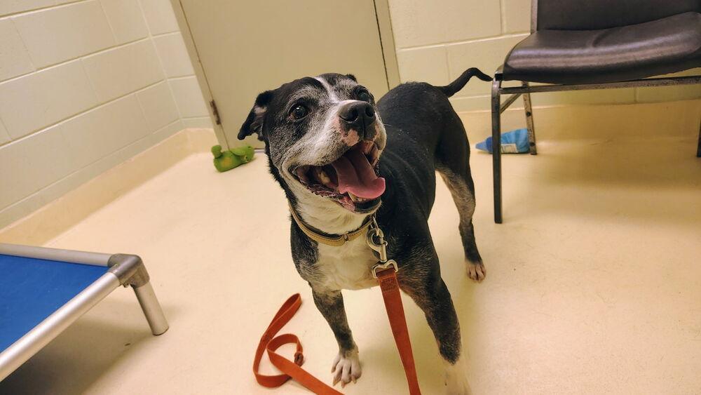 Enlarge Gus, a Adoptable mixed breed in Kalamazoo, MI image 3/3