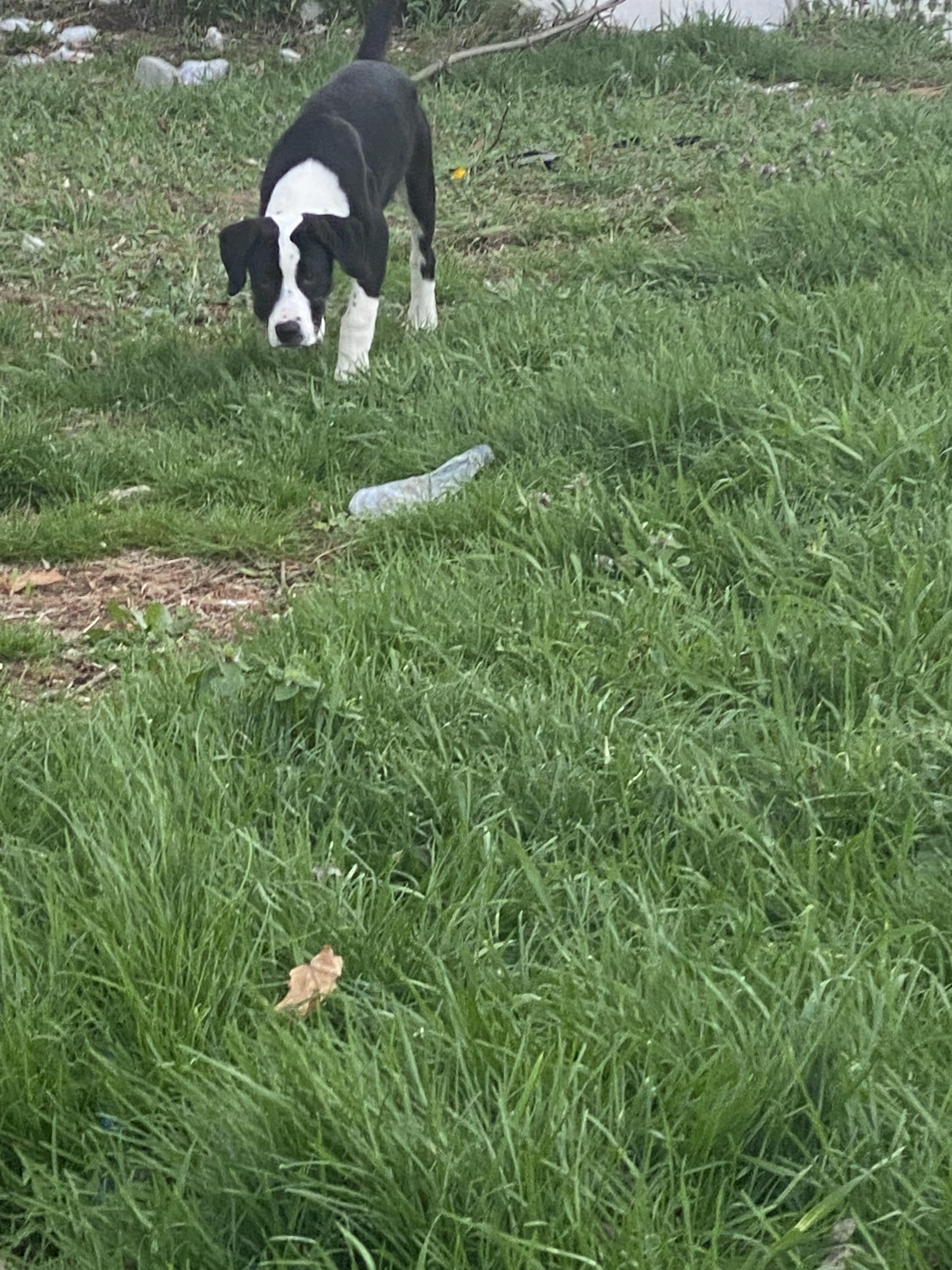 Enlarge Sampson - In Foster, a ADOPTABLE mixed breed in Kalamazoo, MI image 2/4