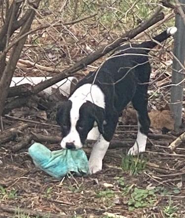 Enlarge Sampson - In Foster, a ADOPTABLE mixed breed in Kalamazoo, MI image 3/4