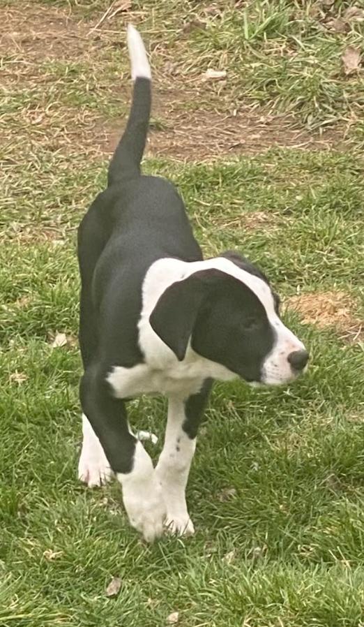 Sampson - In Foster, ADOPTABLE, Puppy Male Labrador Retriever & Hound.